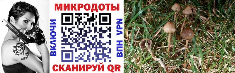 Псилоцибиновые грибы Psilocybine cubensis Любим